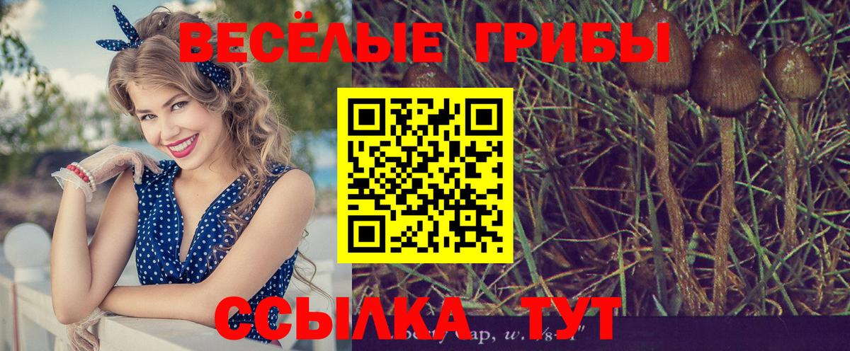 Балашов  Псилоцибиновые грибы GOLDEN TEACHER  Вход с VPN 